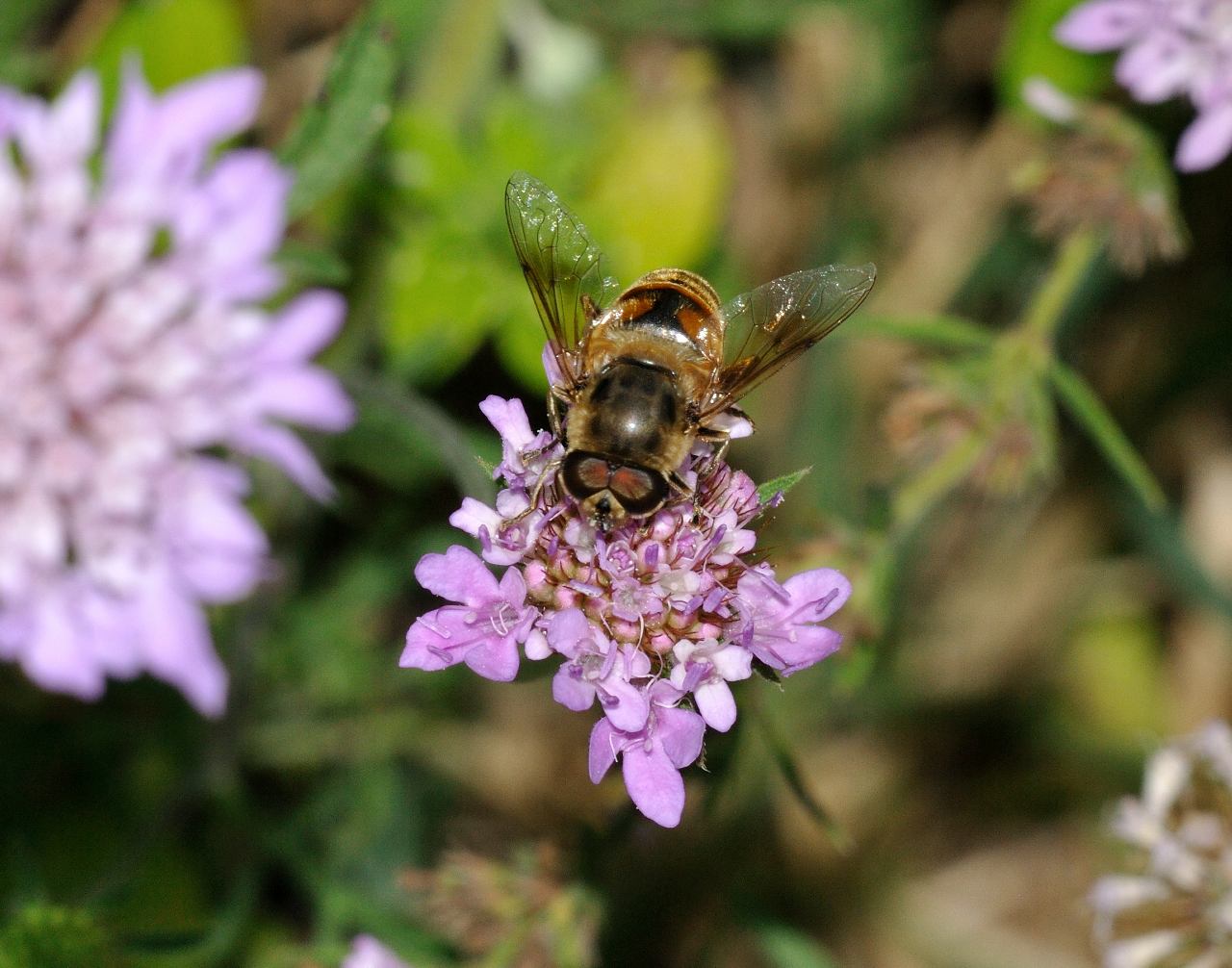 Eristalis (Quale?)